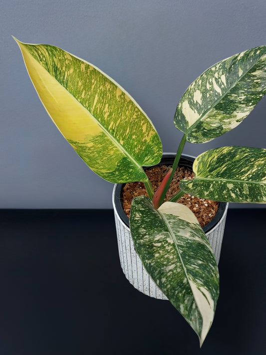 Philodendron Green Congo Hybrid Variegated