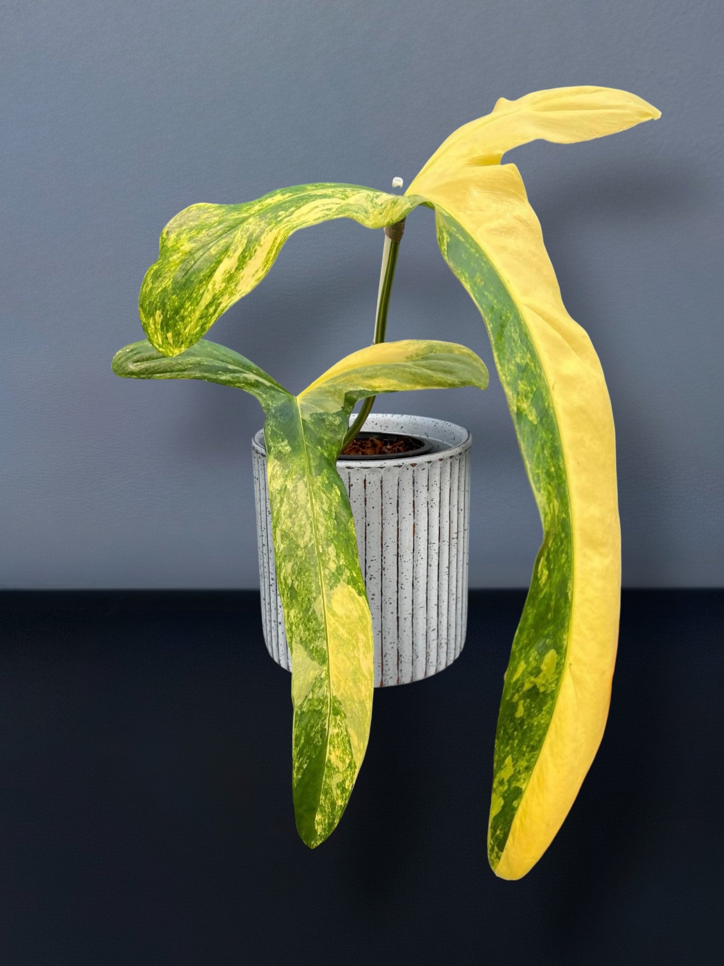 Philodendron Holtonianum Variegated