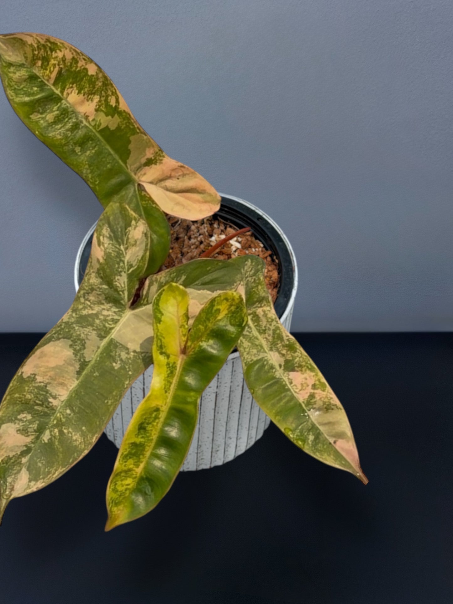 Philodendron Jennifer Variegated