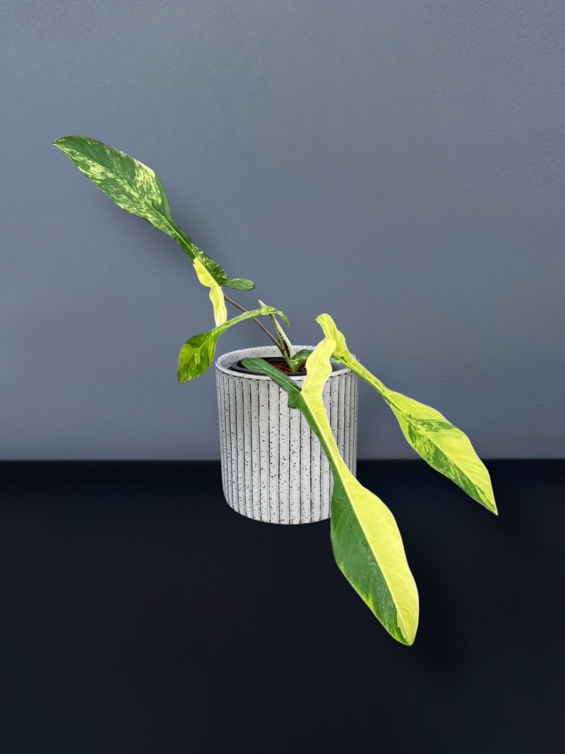 Philodendron Joepii Variegated – Siamplantes