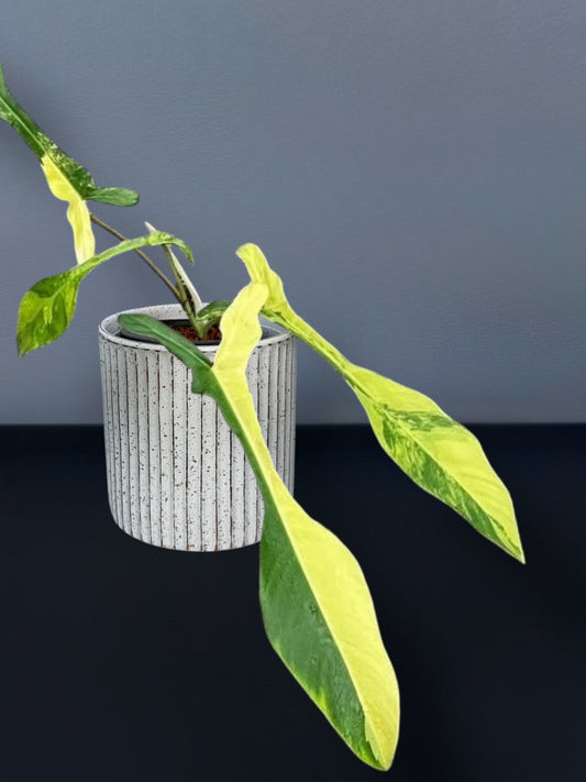 Philodendron Joepii Variegated