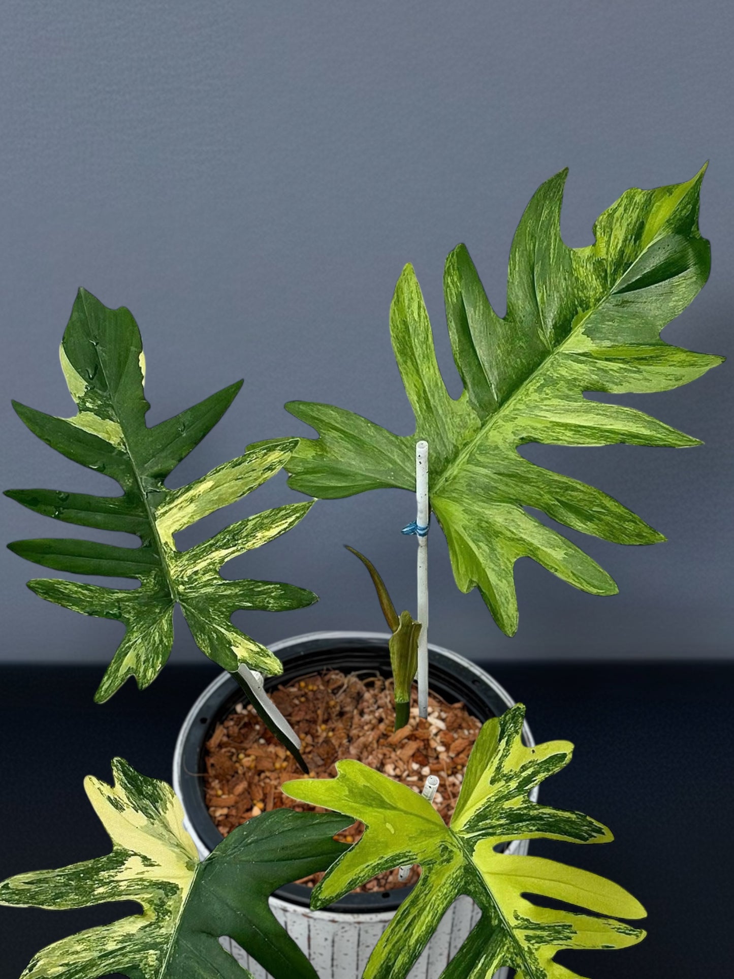 Philodendron Mayoi Variegated