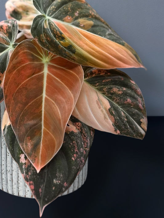 Philodendron Melanochrysum Orange Variegated