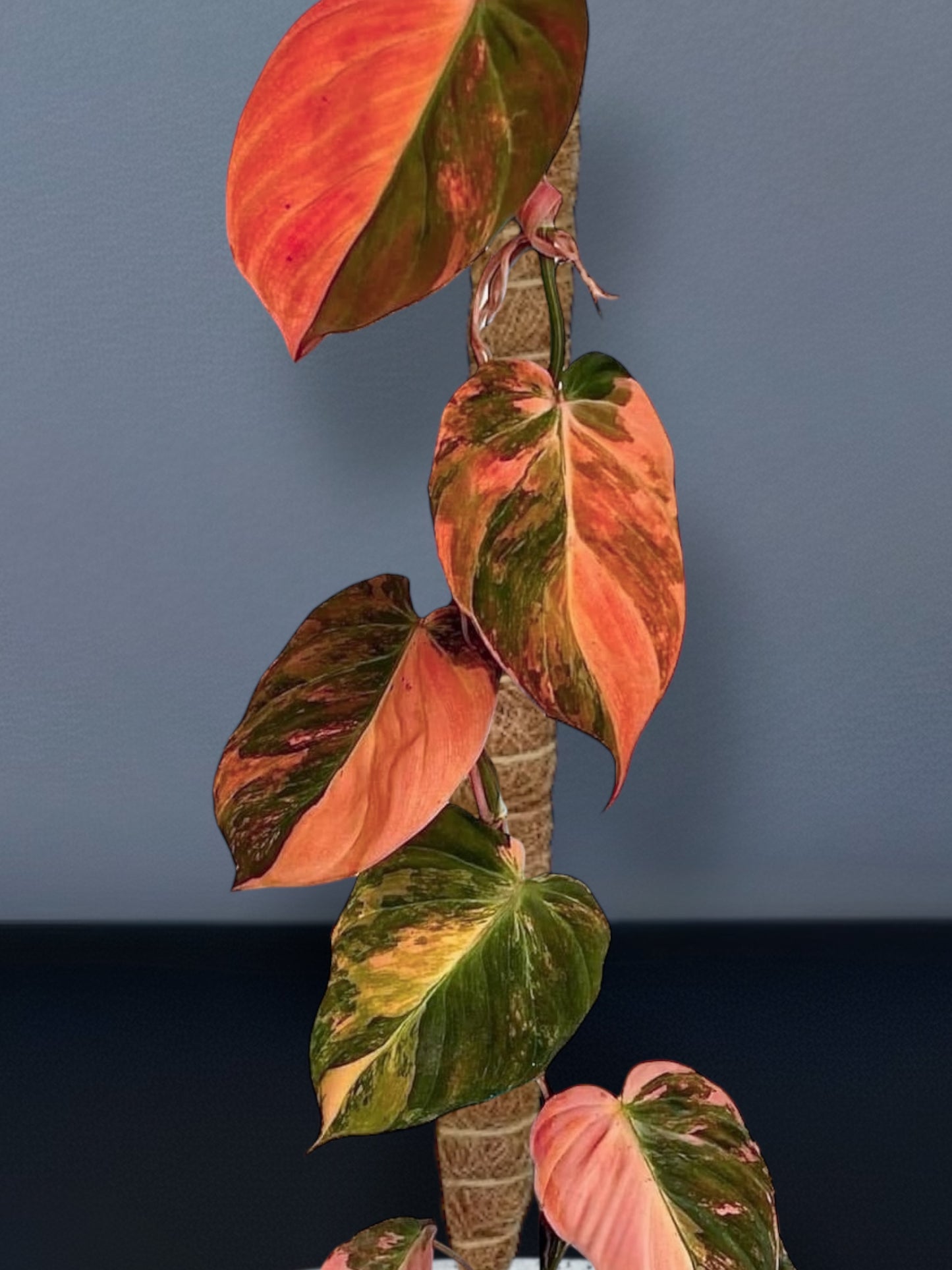 Philodendron Mican Pink Variegated