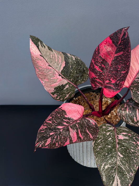 Philodendron Pink Princess Marble Variegated