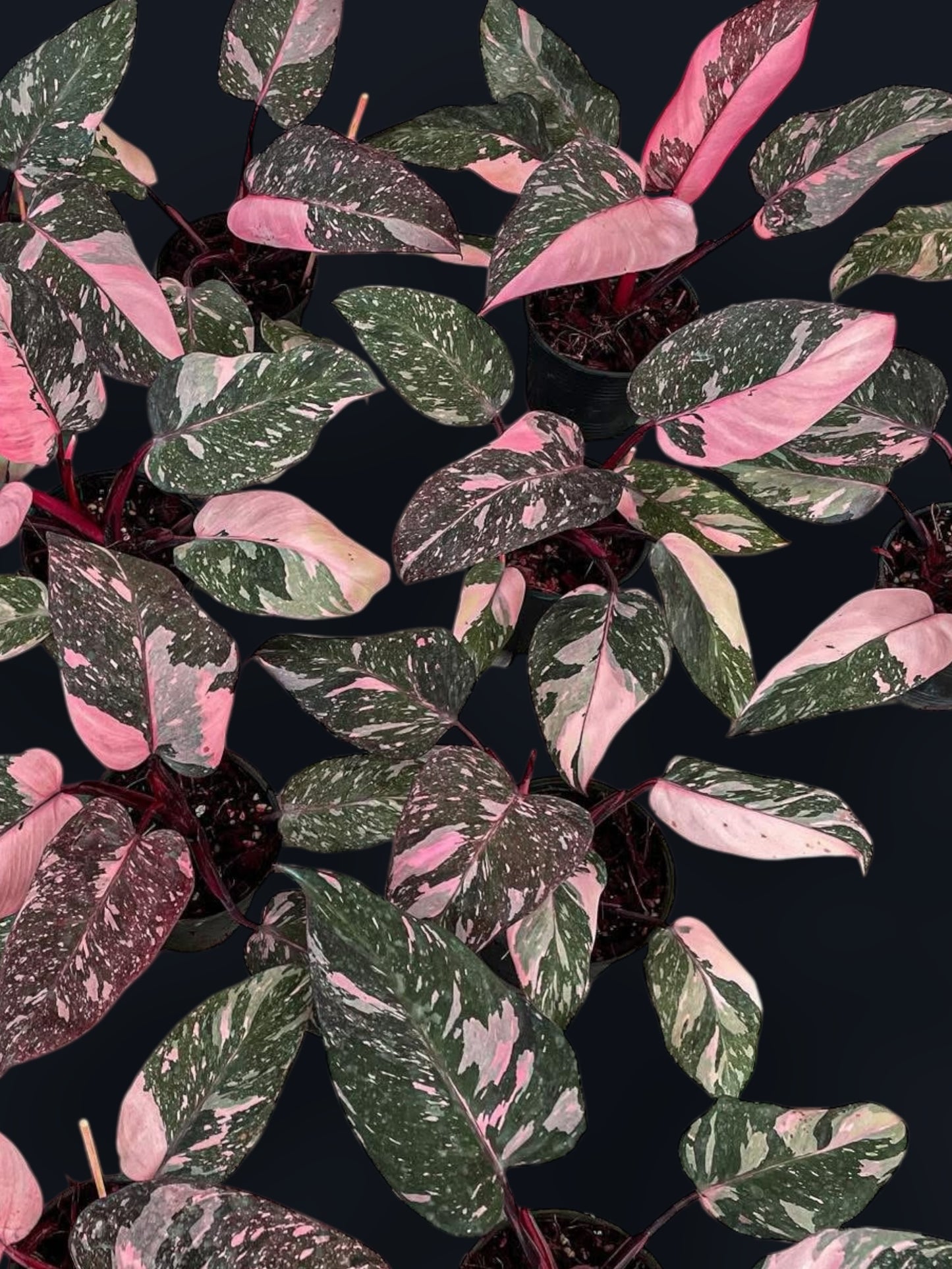 Philodendron Pink Princess Marble Variegated - Wholesale Sets