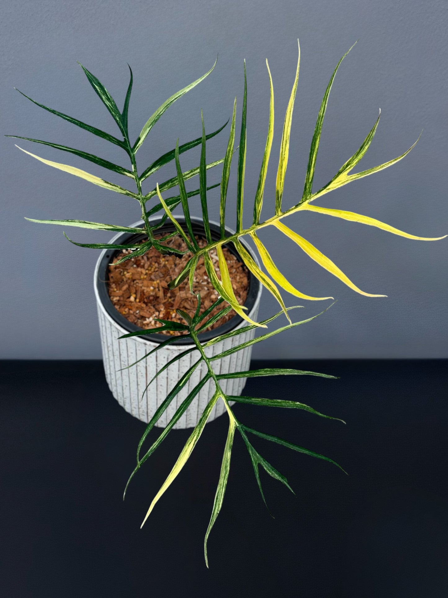 Philodendron Tortum Variegated