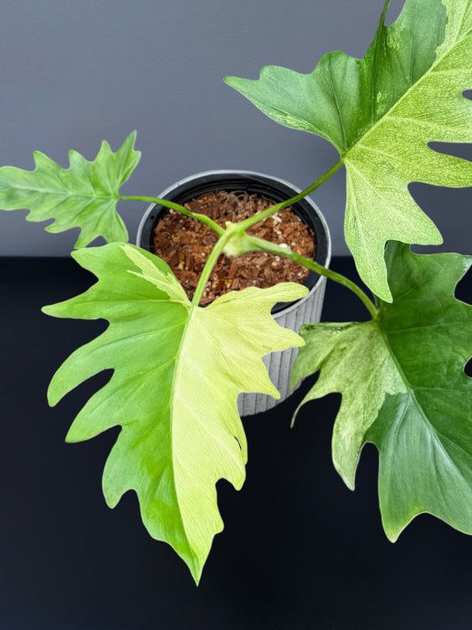 Philodendron Warscewiczii Variegated