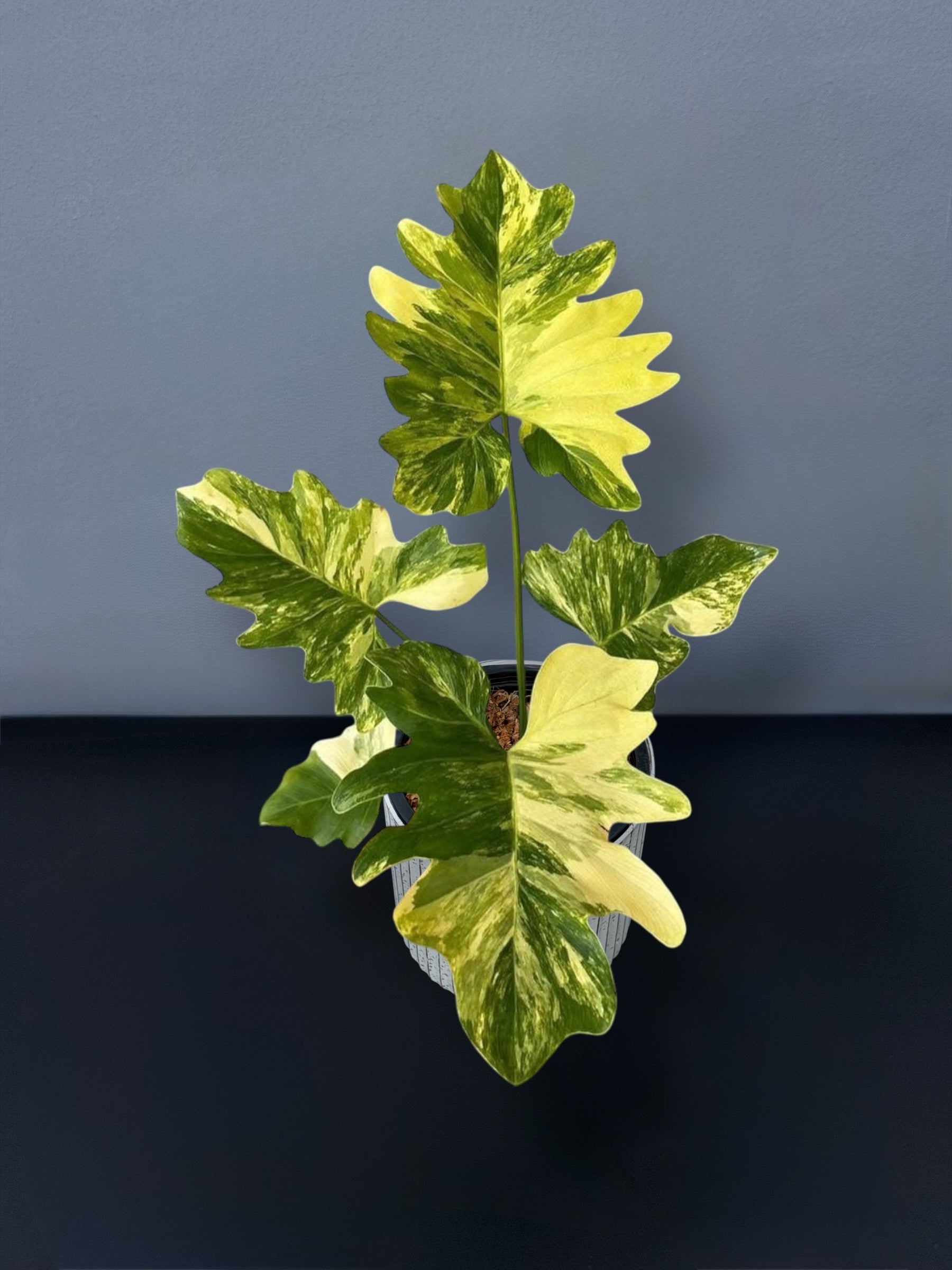 philodendron williamsii variegata Philodendron Williamsii Variegated