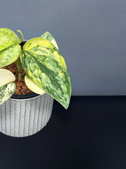 Scindapsus Apolaki Variegated