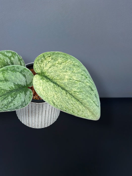 Scindapsus Exotica Mint Variegated