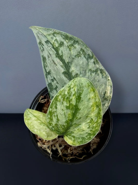 Scindapsus Geulis Variegated