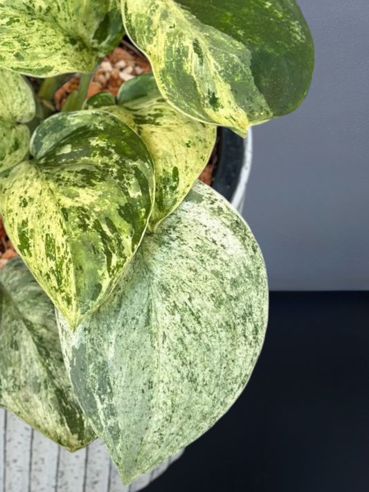 Scindapsus Jade Satin Marble Variegated