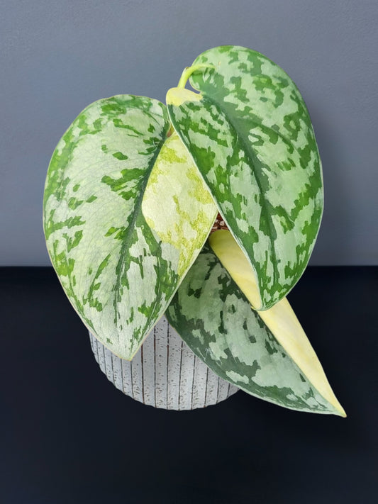 Scindapsus Maharlika Variegated