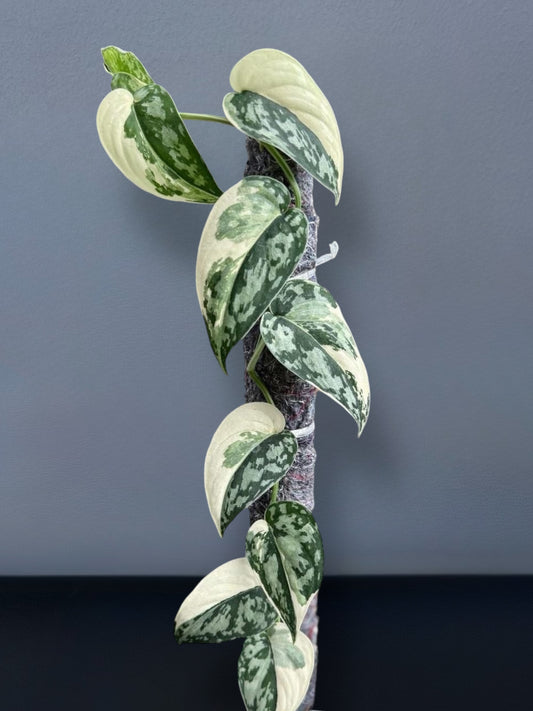 Scindapsus Mayari Variegated