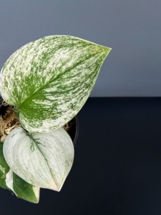 Scindapsus Moonlight Albo Variegated