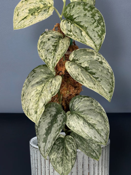 Scindapsus Peasun Variegated