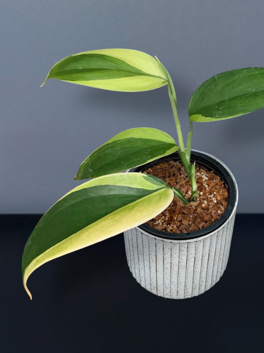 Scindapsus Silver Blue Aurea Variegated