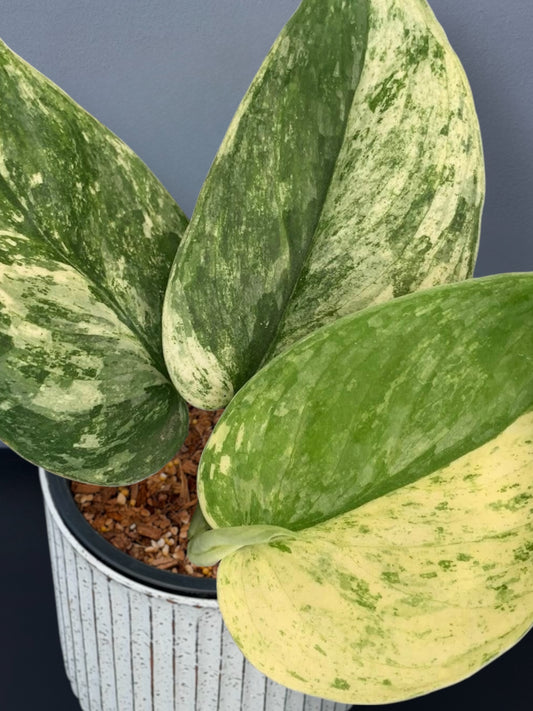 Scindapsus Silver Dark Cloud Variegated