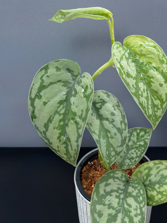 Scindapsus Silver Lady Variegated