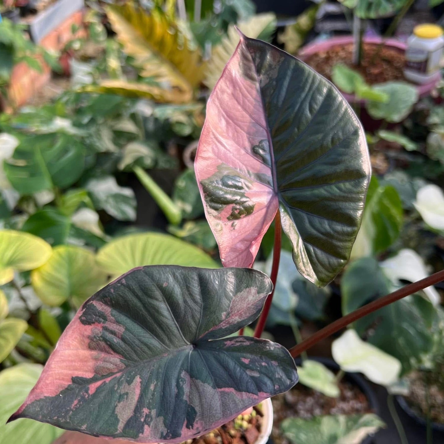 Alocasia