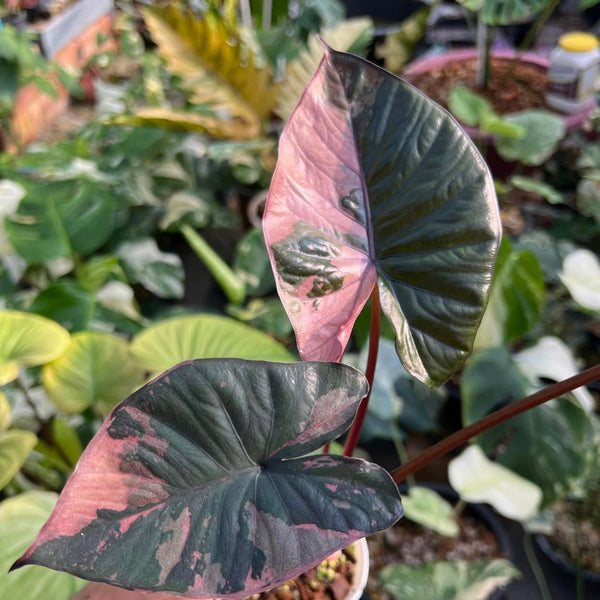 Alocasia