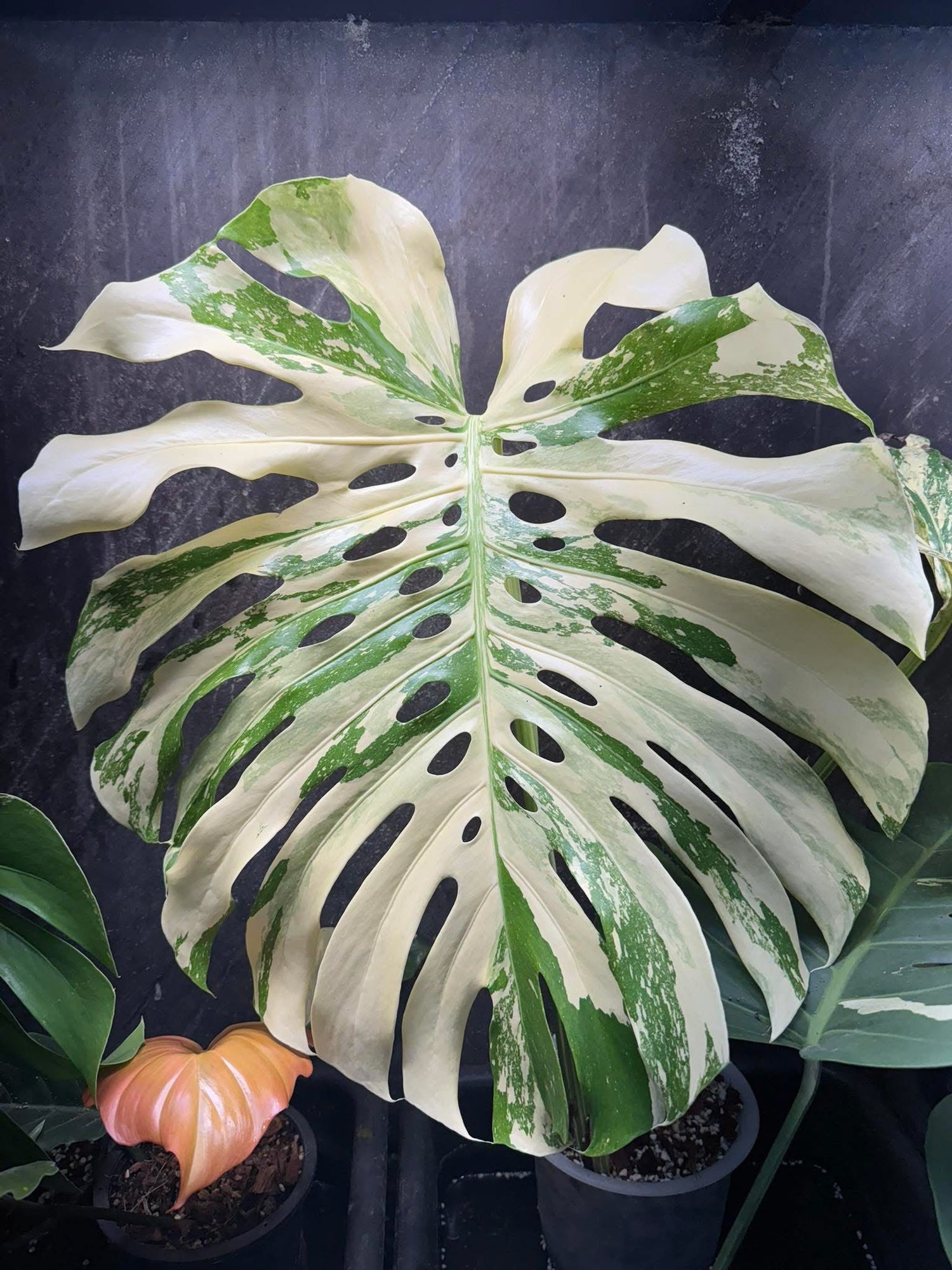 Monstera