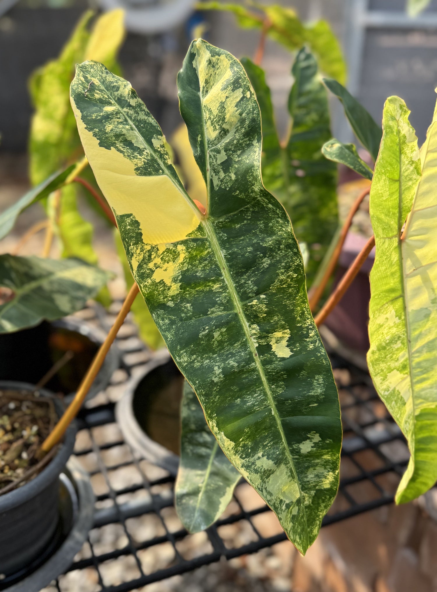 Philodendron