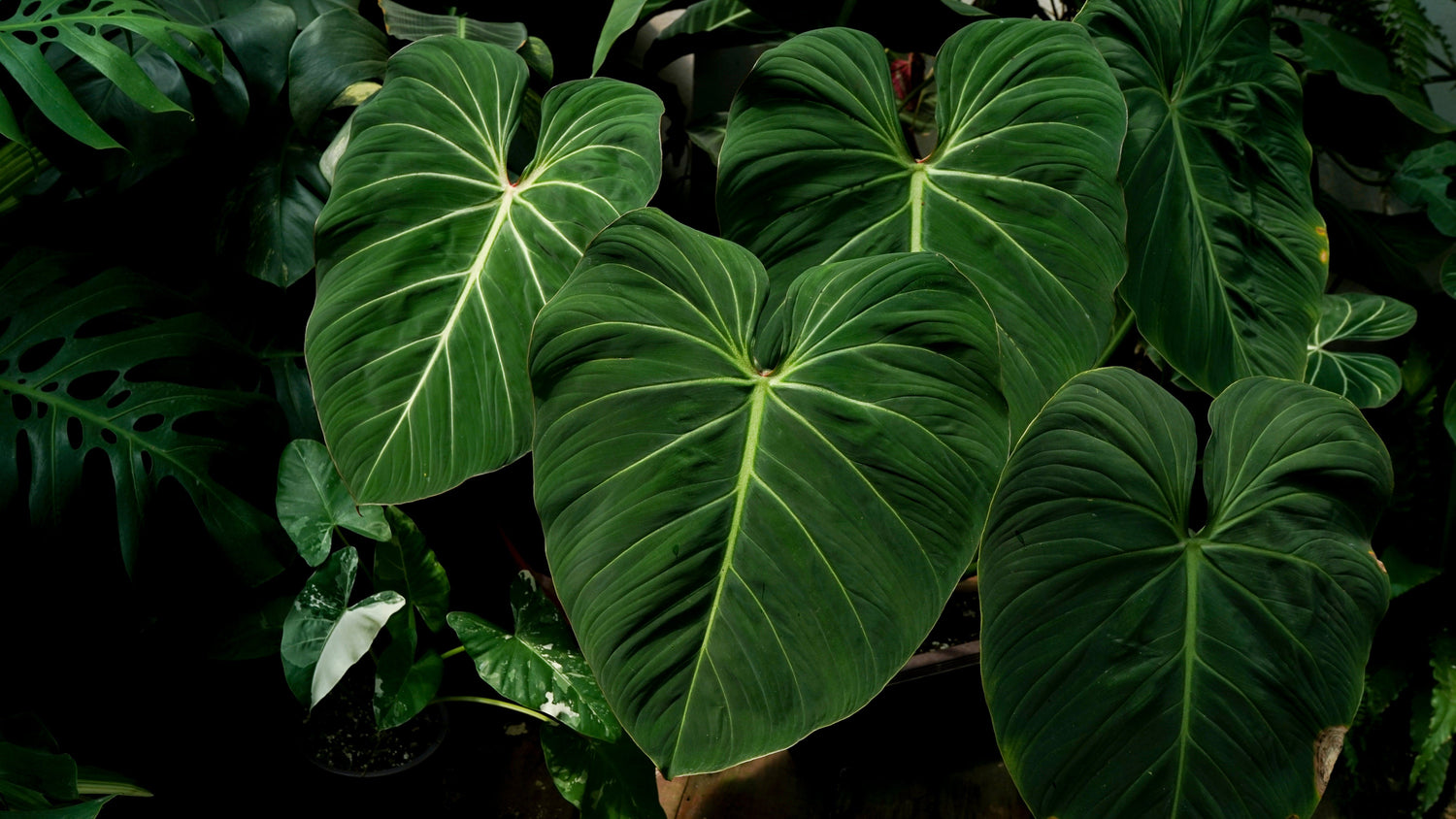Anthurium