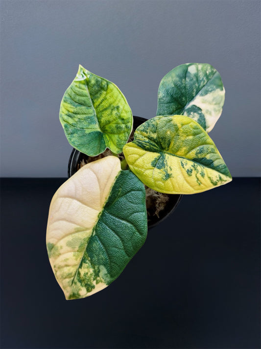 Alocasia Melo Aurea Variegated