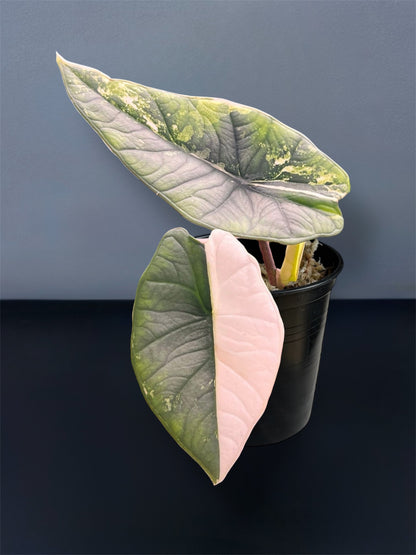 Alocasia Platinum Albo Variegated