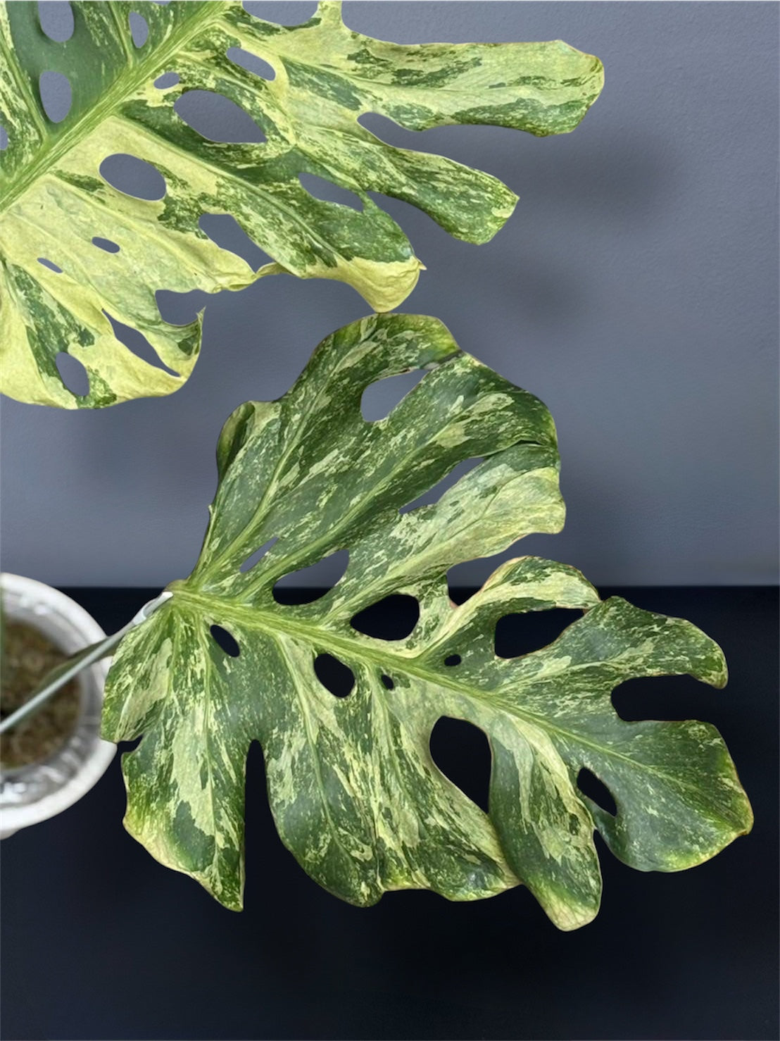 monstera full mint Monstera Deliciosa Ocean Mint Variegated – Siamplantes
