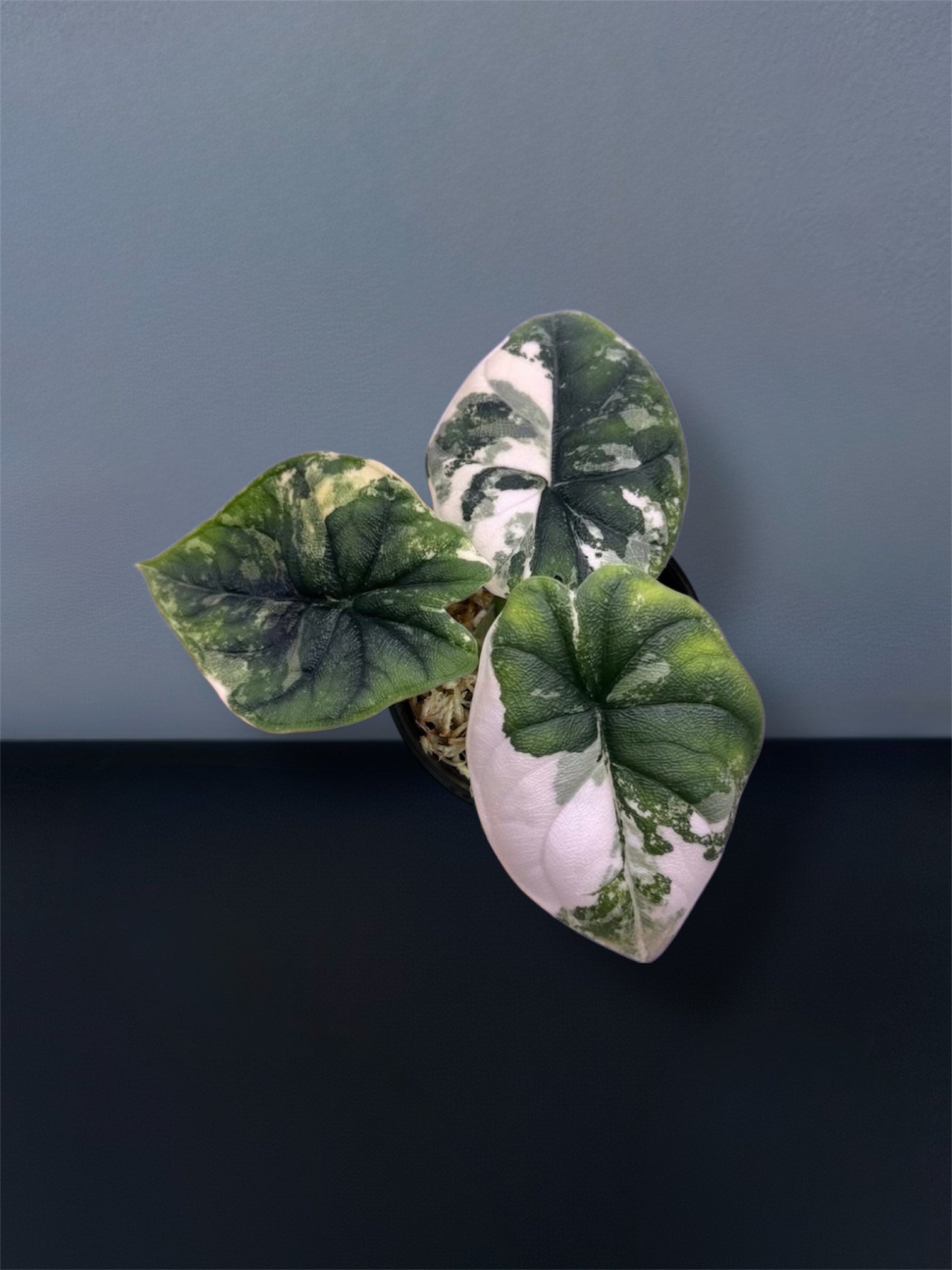 Alocasia Melo Albo Variegated – Siamplantes