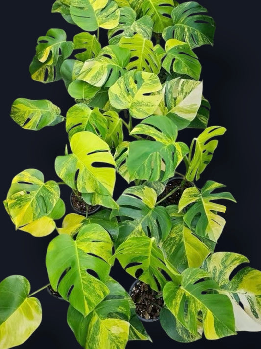 Monstera Aurea Variegated – Wholesale Sets