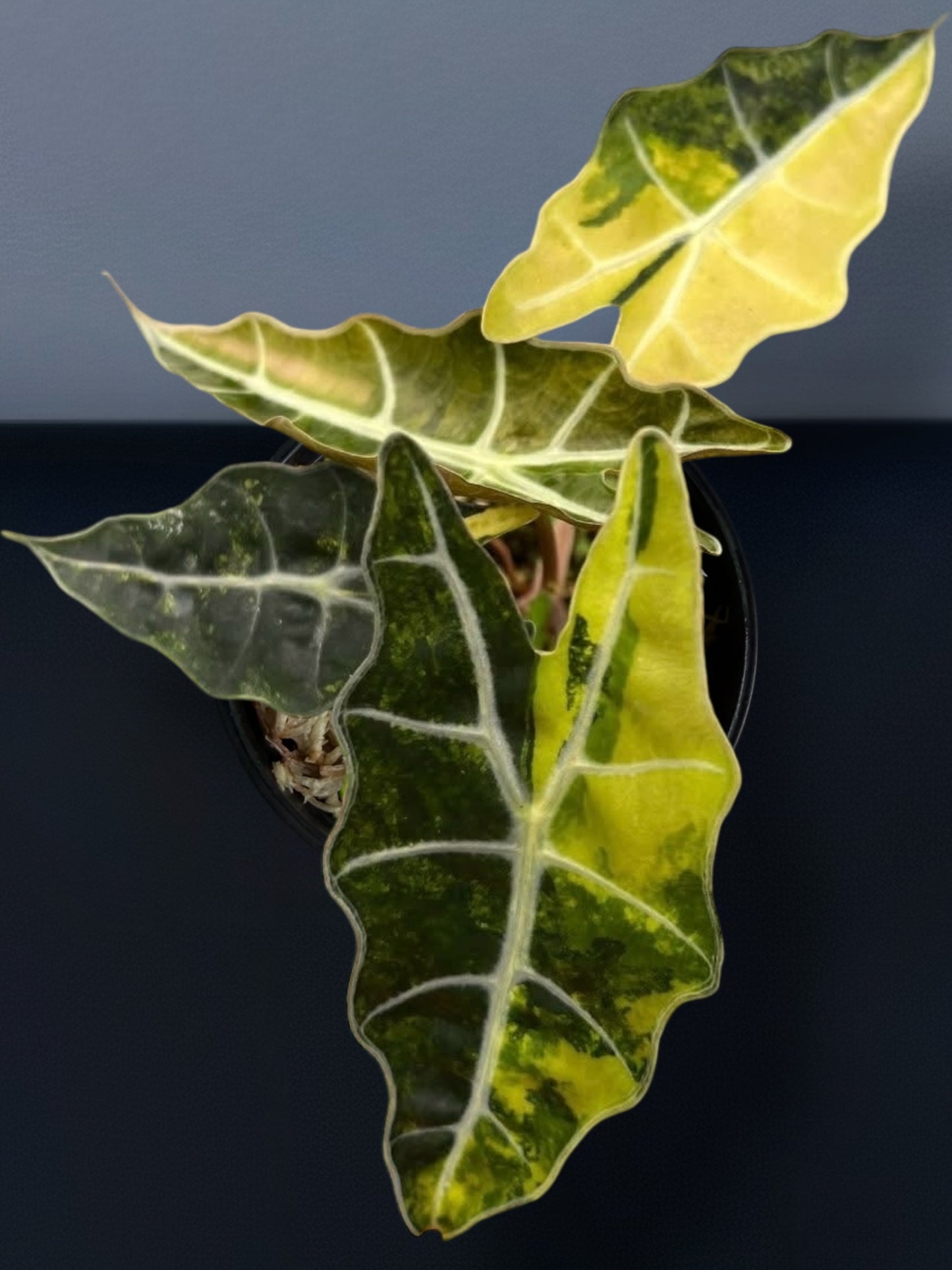 Alocasia Sanderiana Aurea Variegated
