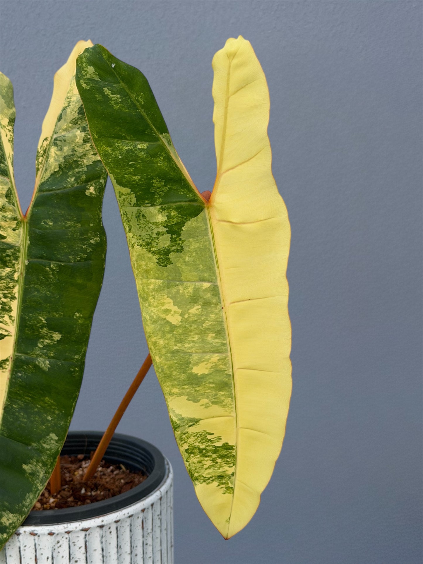 Philodendron Billietiae Variegated