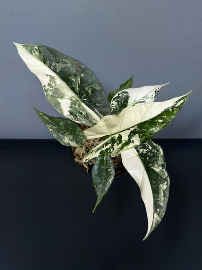 Alocasia Simpo Albo Variegated