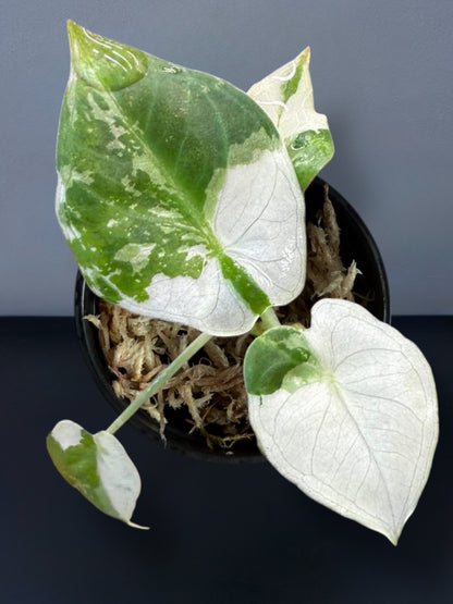Alocasia Regal Shield Albo Variegated