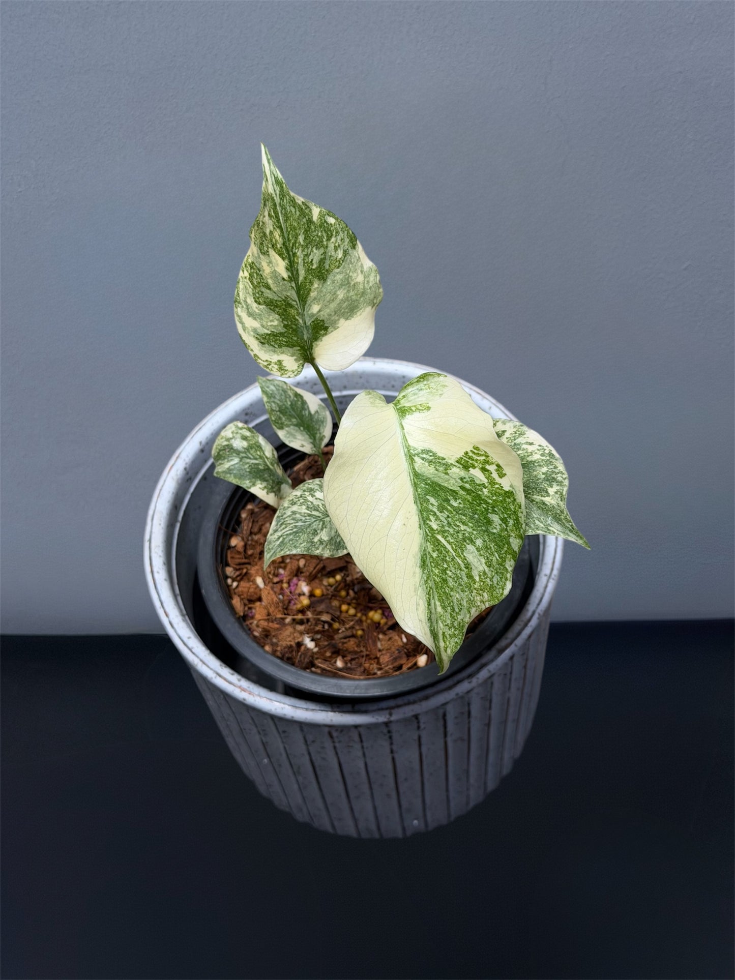 Monstera Thai Constellation Creme Brulee