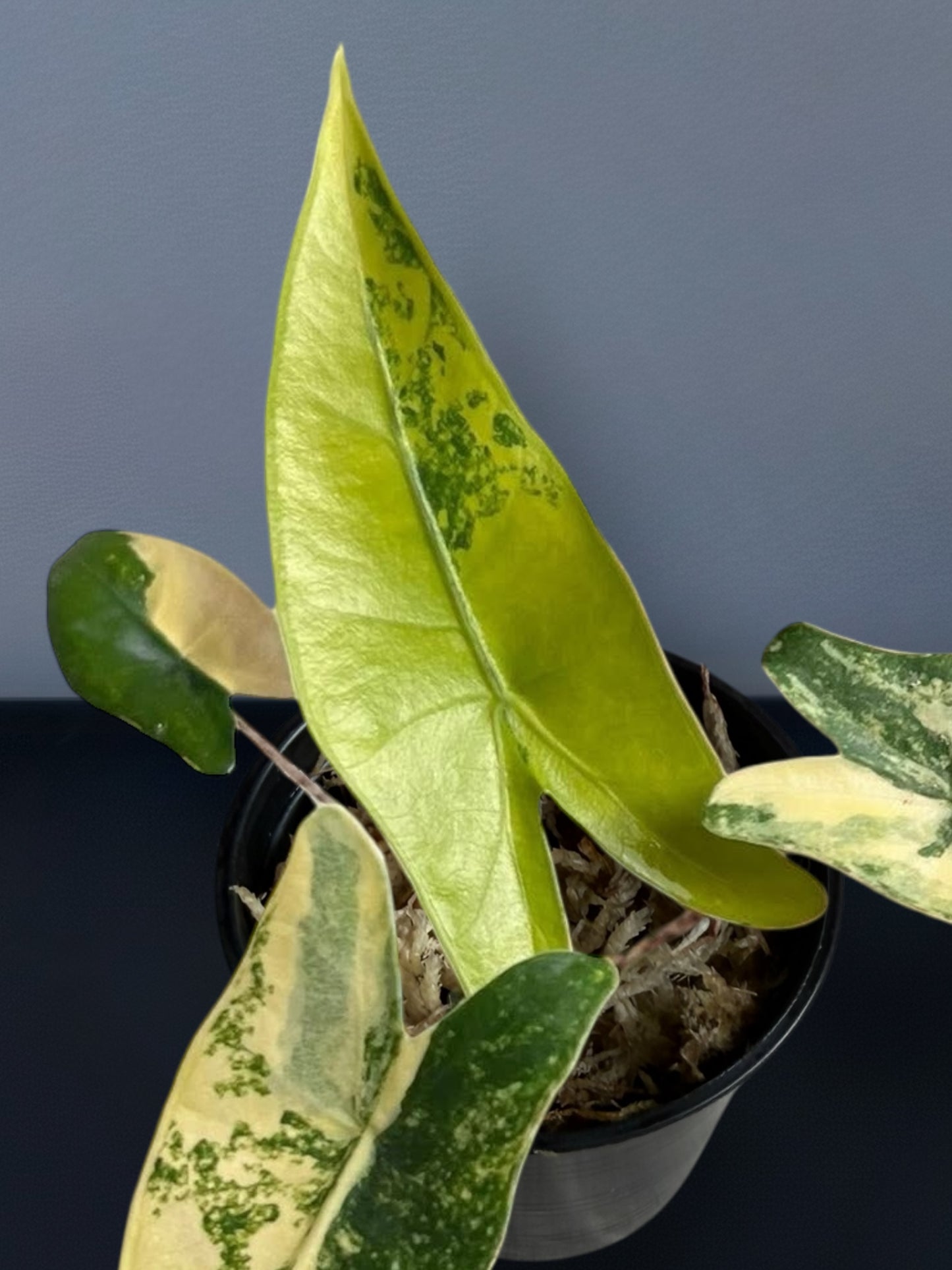 Alocasia Zebrina Aurea Variegated