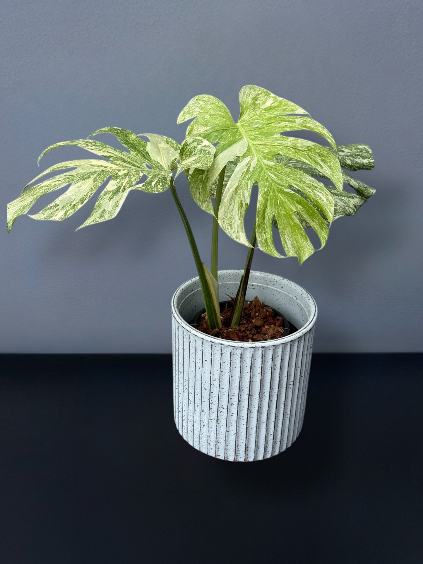 Monstera Deliciosa Legacy