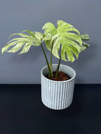 Monstera Deliciosa Legacy