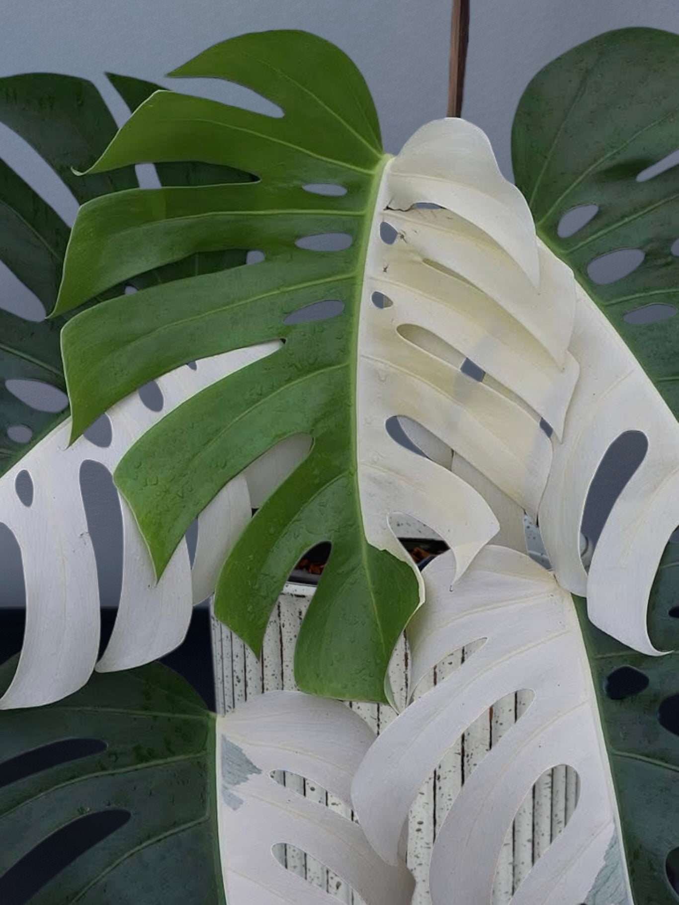 Monstera Albo Half Moon Variegated