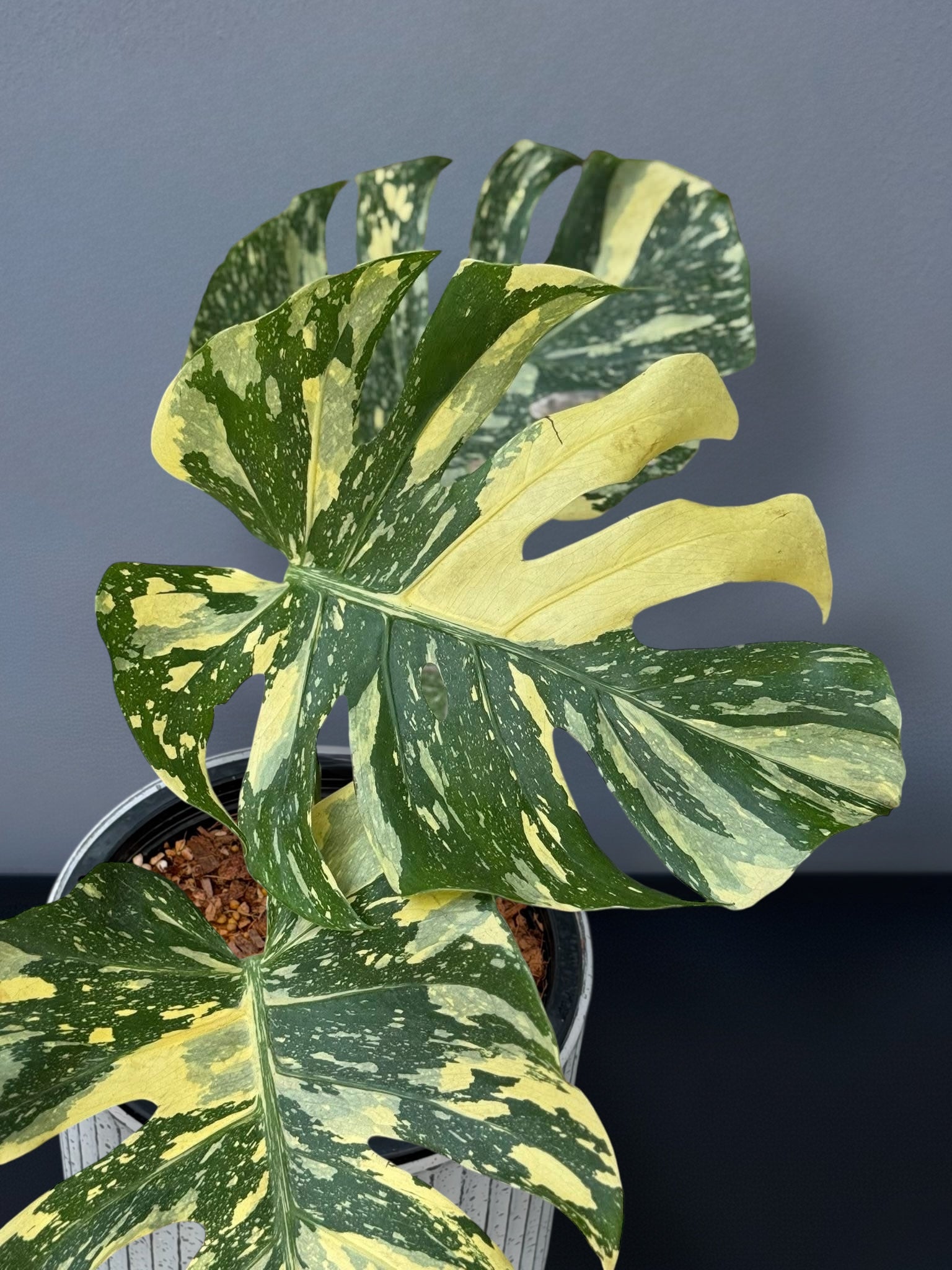 Monstera Ivory Variegated – Siamplantes