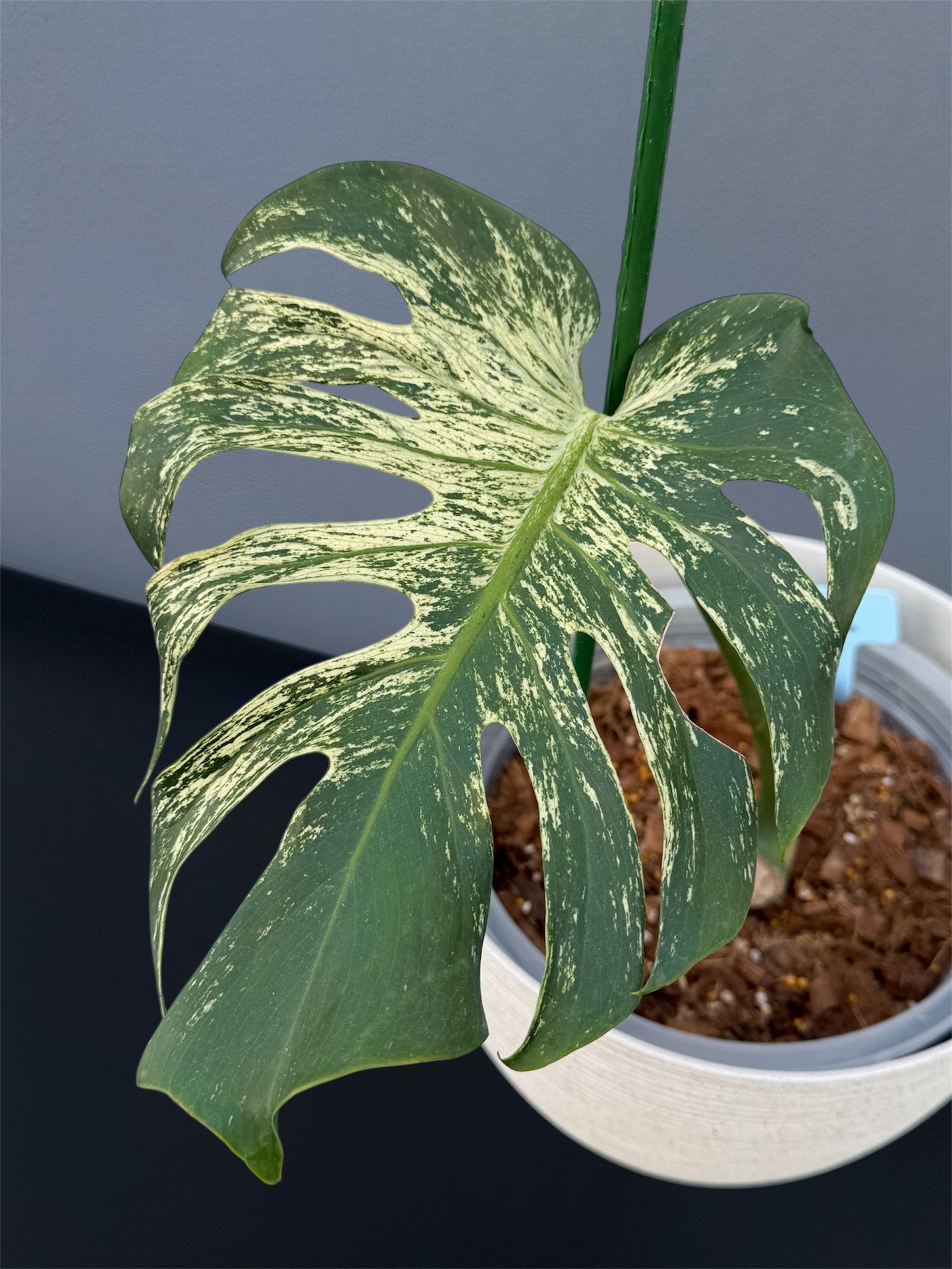 Monstera Devil Monster - Node cutting (1 Leaf)