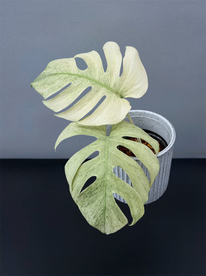 Monstera Full Mint