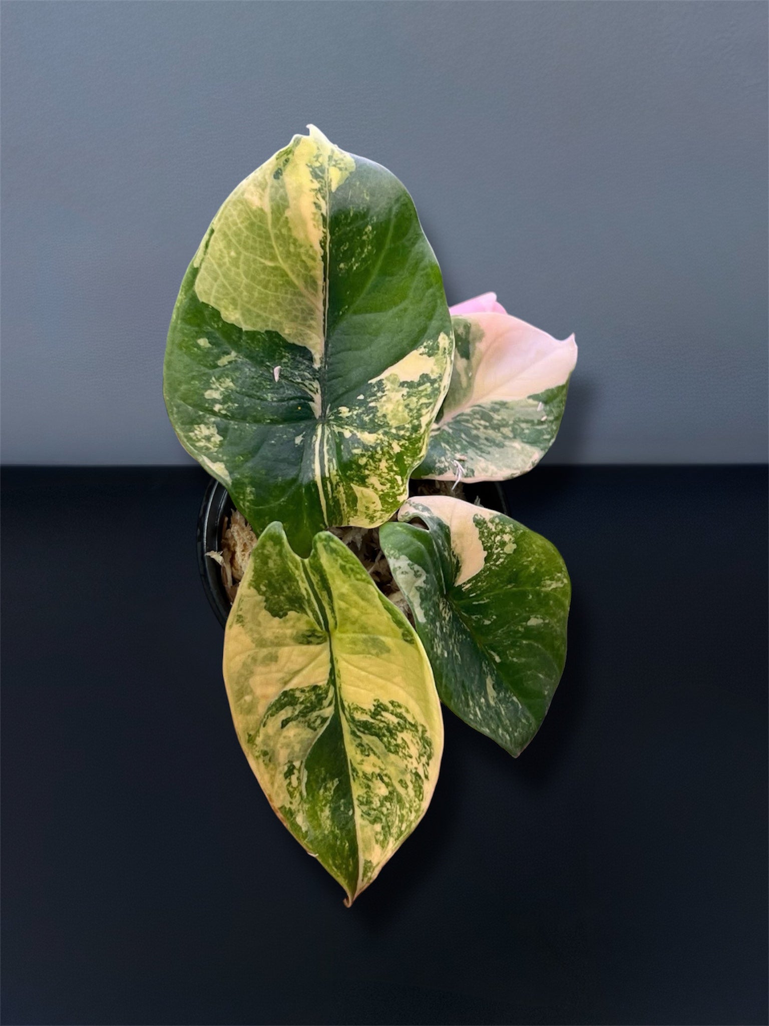 Alocasia Scalprum Aurea Variegated – Siamplantes