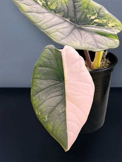 variegated pink elephant ear plant Alocasia Platinum Albo Variegated – Siamplantes