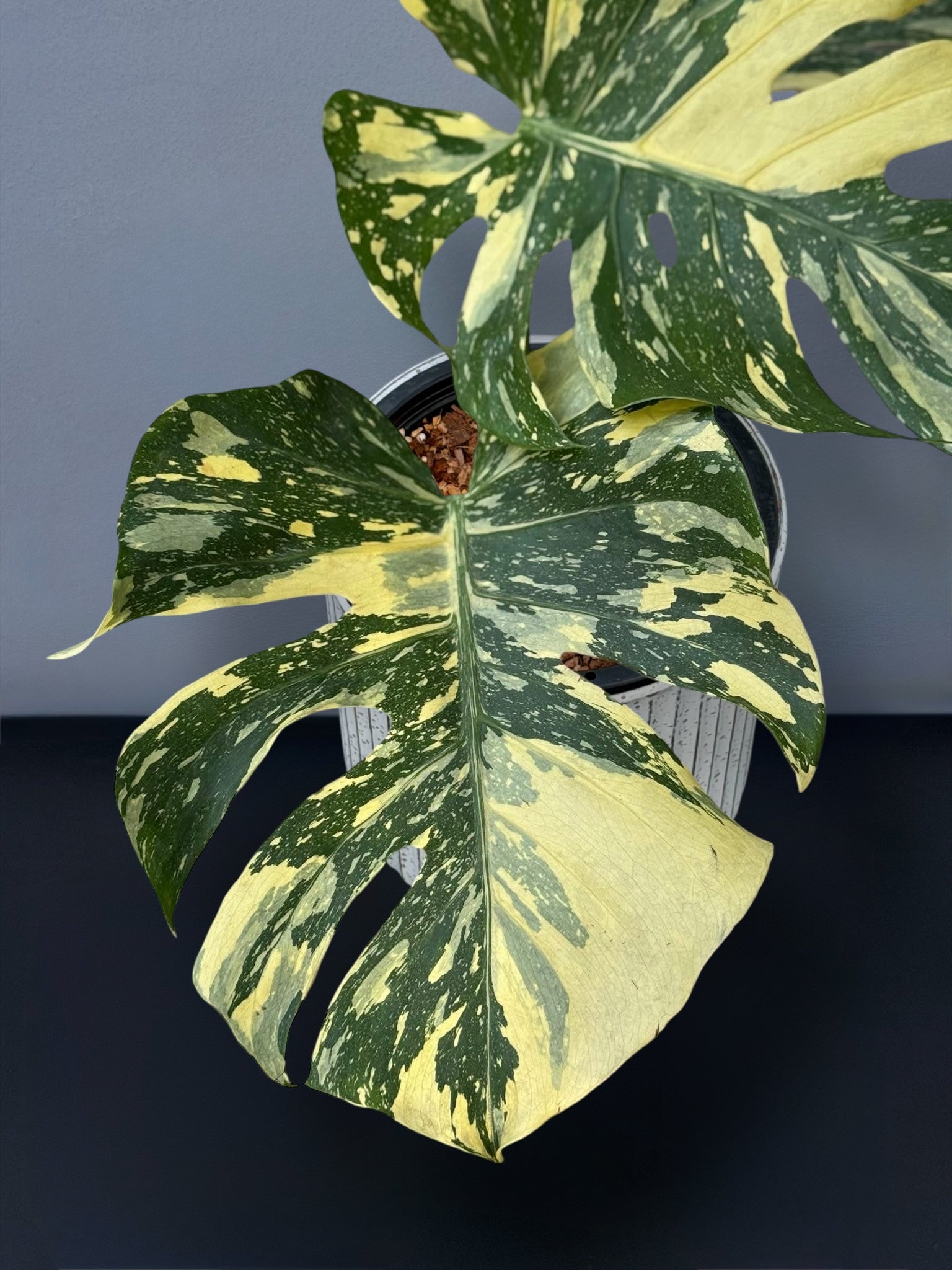 Monstera Ivory Variegated – Siamplantes