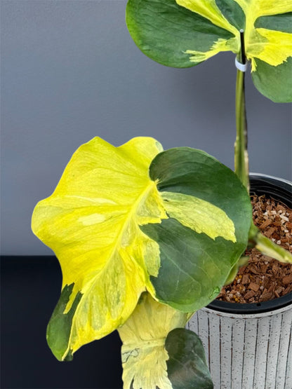 Monstera Melancholy Variegated